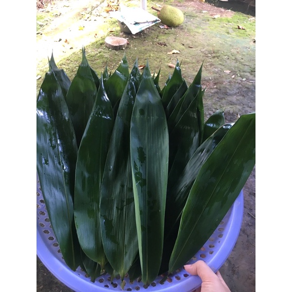 Lá tre tươi 100gram