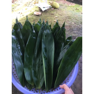 Lá tre tươi 100gram