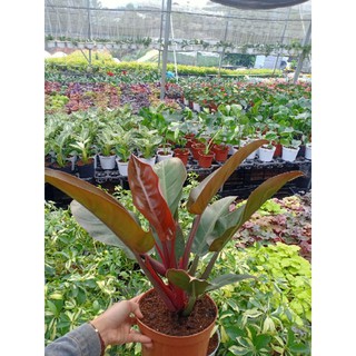 trầu bà đế vương