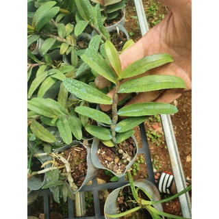 phi điệp hồng mỹ nhân