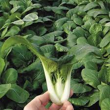 HẠT GIỐNG CẢI BẸ TRẮNG GÓI 10GRAM