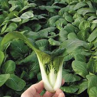10 gram hạt giống cải bẹ trắng