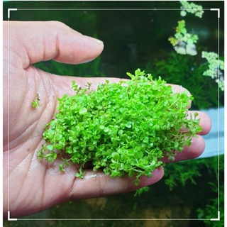 trân châu ngọc trai - cây trãi nền