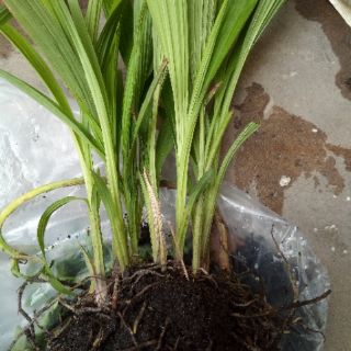 Hoa Địa Lan Chu Đình (Hoa màu tím cao từ 15cm-35cm)