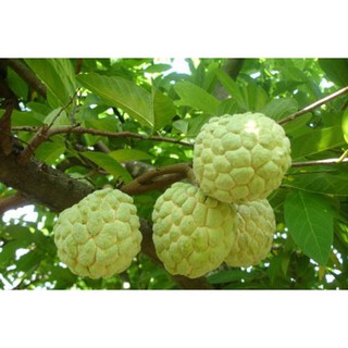 Cây giống na không hạt