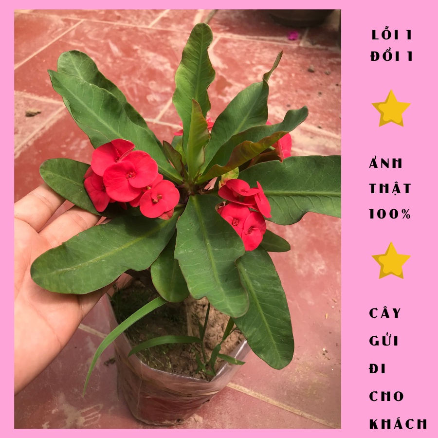 Cây xương rồng bát tiên đỏ cao 30cm đang nụ hoa