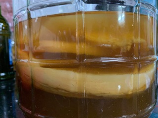 Con scoby làm trà kombucha