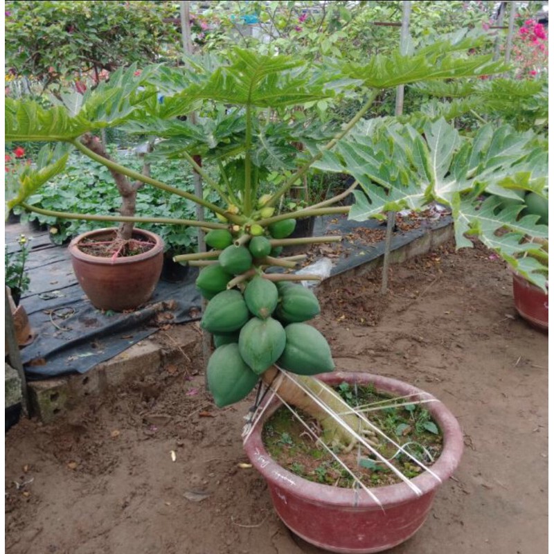 Combo 2 cây đu đủ đài loan F1