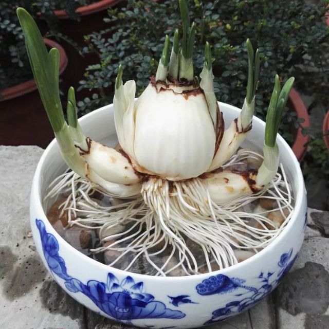 Củ Hoa Thủy Tiên Nước Hoa Trắng Nhụy Vàng