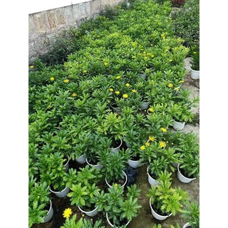 Cây hoa cúc thân gỗ (cúc trường thọ - cúc vạn niên) - Trang Flower