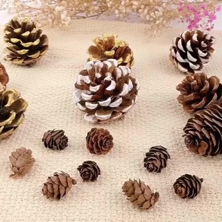 Quả thông rừng trang trí chụp ảnh, decor nhà cửa ( nhiều kích thước)