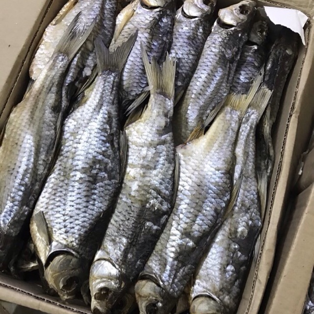 [Thực phẩm đặc sản Nga]Cá khô astrakhan của Nga 500gr