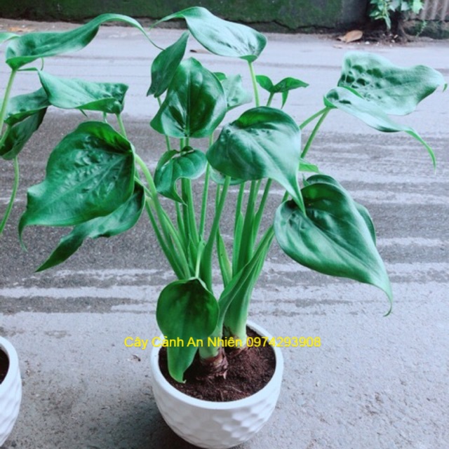 Chậu Môn Tai Phật