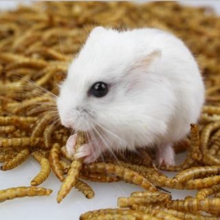 Sâu Mealworm sấy cho hamster- 100gram