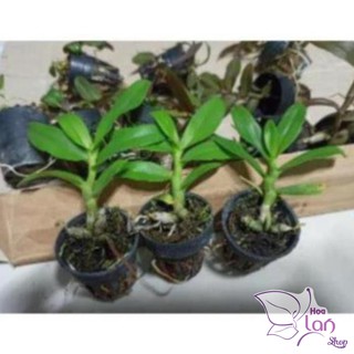 Hoa lan Trầm trắng giống hoa thơm
