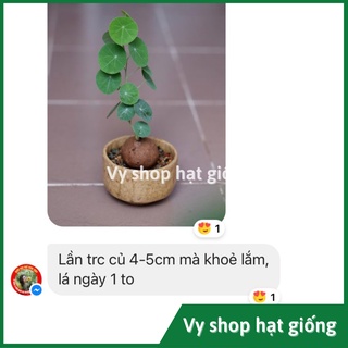 Củ bình vôi Thái (Đồng tiền Thái) - Stephania Erecta nhập Thái Lan