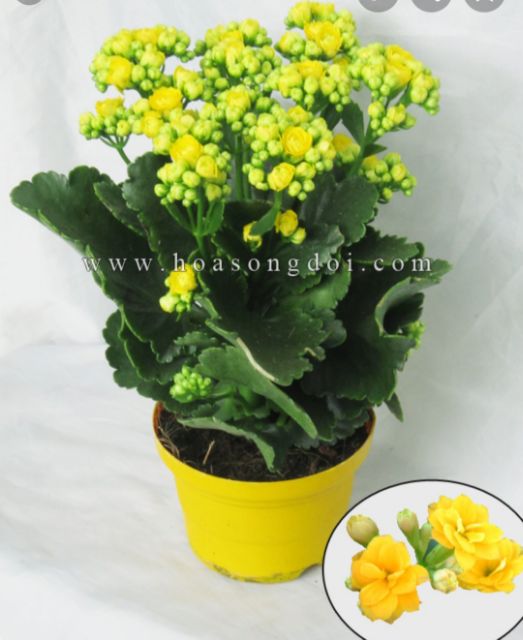 Hoa sống đời kép, combo 45k/3 cây từ 10_25 cm/1 cây