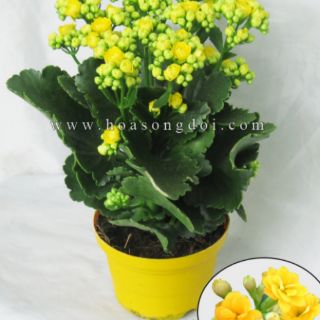 Hoa sống đời kép, combo 45k/3 cây từ 10_25 cm/1 cây