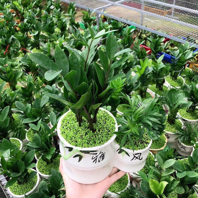 Chậu sứ đôi trồng cây