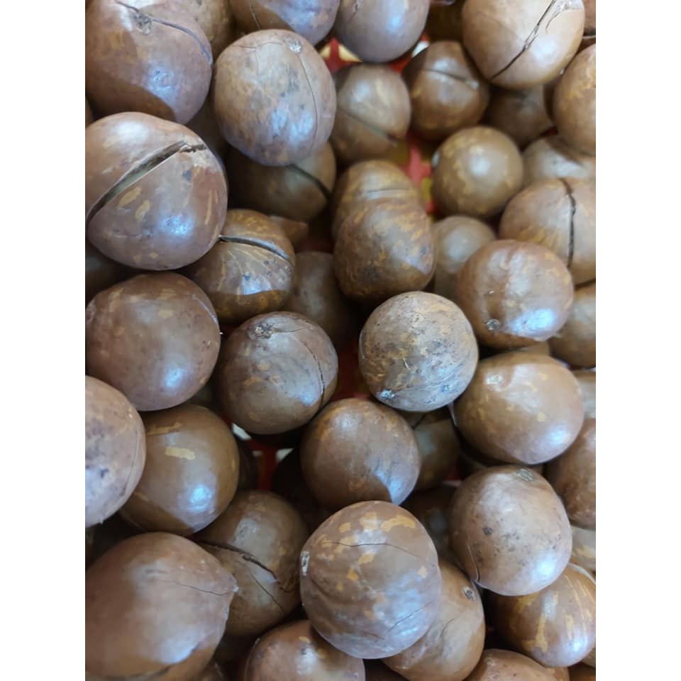 500Gr HẠT MACCA ĐĂKLĂK ORGANIC NHÀ TRỒNG (Hạt mắc ca) - VEGA NUTS | BigBuy360 - bigbuy360.vn