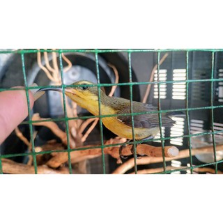 Cám chim hút mật Yan nibass