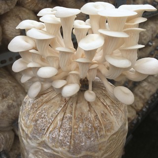 Phôi Nấm Bào Ngư 🍄 cực đễ trồng 🍄 giá gốc lấy tại trại nấm bào ngư 2 phôi nấm
