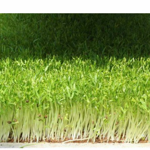 Hạt Giống Rau Mầm Muống  Dinh Dưỡng Cao - Gói 50g