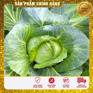 Hạt giống bắp cải