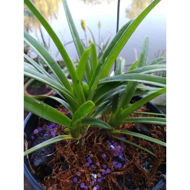 ( SIÊU RẺ ) Phân tan chậm có kiểm soát Rynan 31-8-8 chuyên dùng cho cây con 150gr