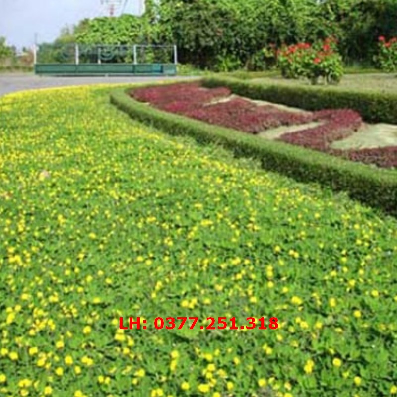 Hạt Giống Cỏ Lạc Dại  Gói 100 hạt - Cỏ Thảm Cảnh, Trang Trí  Sân Vườn, Cảnh Quan