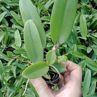 Cat giống chọn màu