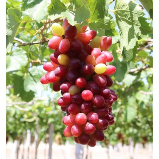 Nho Giống Ngón Tay Mỹ 152 Trái To Dài