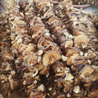 Conbo Nấm măng miến mọc nhĩ