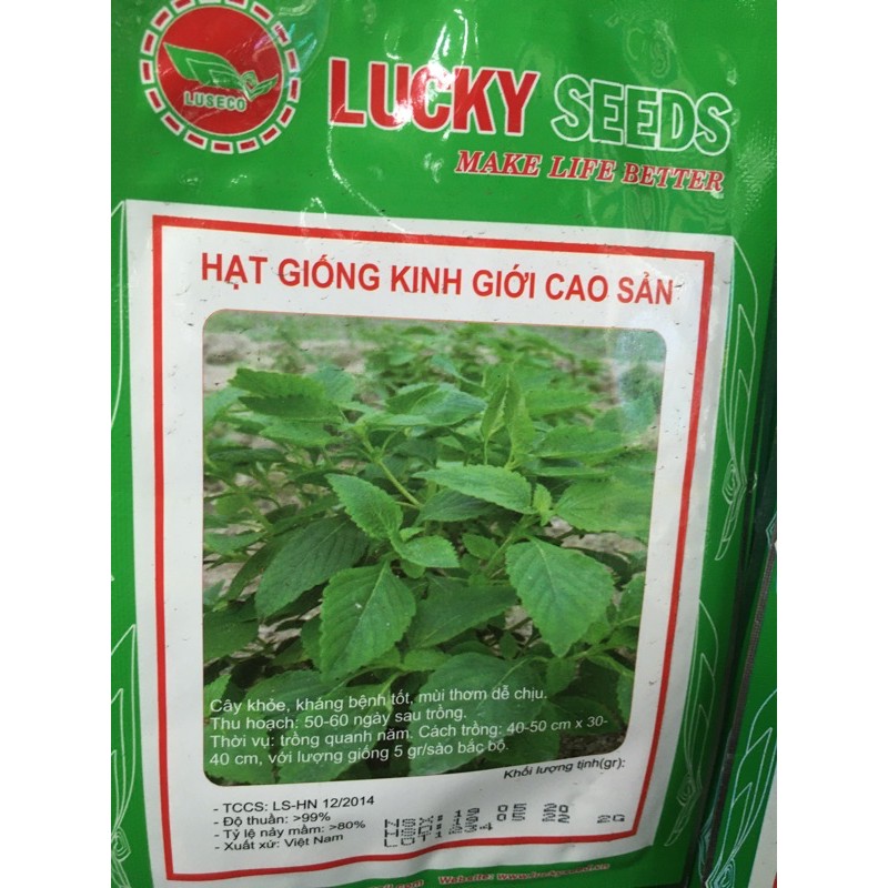 Hạt giống rau kinh giới