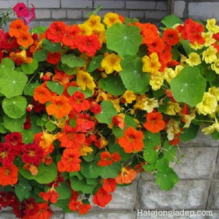 Hạt Giống Hoa Sen Cạn