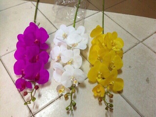 Cành lan hồ điệp 7bông