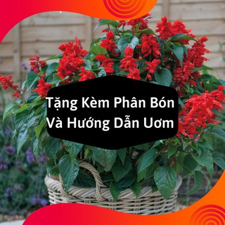 Combo 2 Gói Hạt Giống Hoa Xác Pháo Đỏ