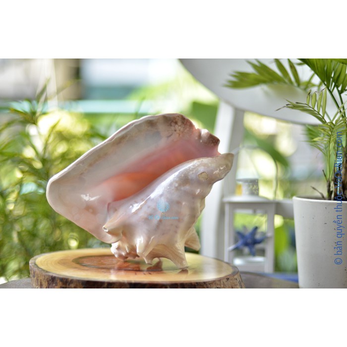 Kèn tù và – ốc bẹ hồng