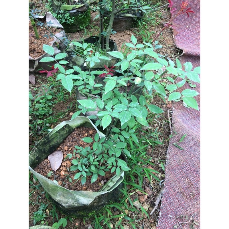 cây hoa bạch xếp
