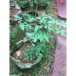 cây hoa bạch xếp