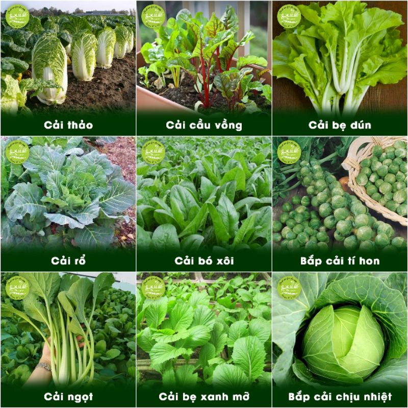 Hạt giống rau nhiều loại | Chịu nhiệt tốt | Trồng quanh năm | Năng suất cao | Dễ trồng
