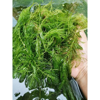 Rong Đuôi Chồn 8 Cây Lọc Nước