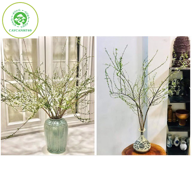 Bó hoa tuyết mai rừng ngủ đông trang trí decor cành dài 80cm