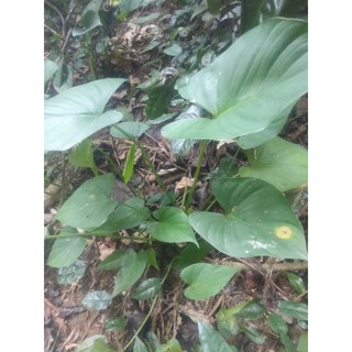 cây ráy rừng nhỏ