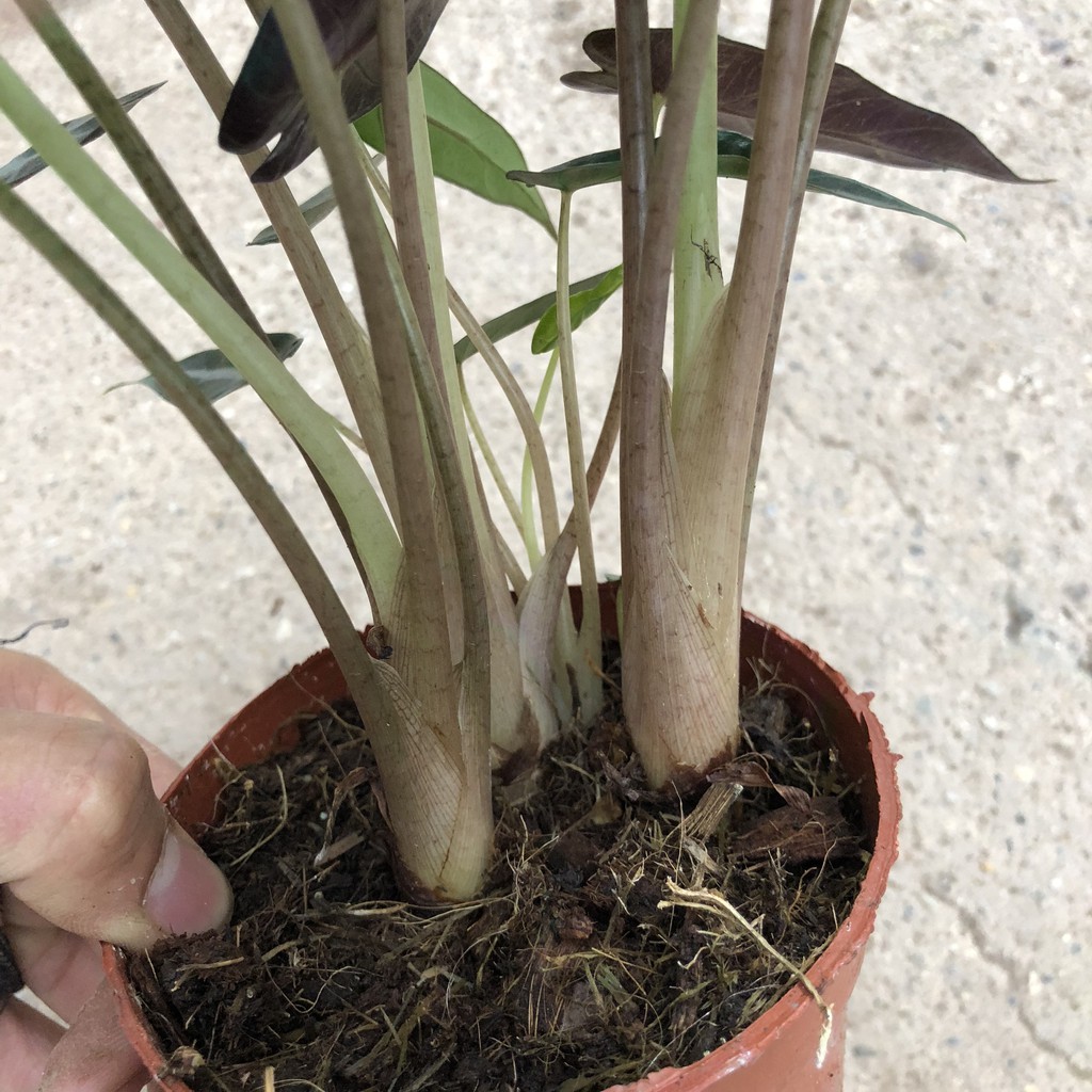 Cây để bàn - Cây môn quan âm cao 25cm bụi cây to khoẻ lá bắt mắt mang phong thuỷ tốt