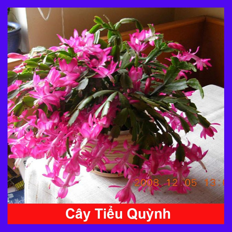 caykiengsadec - Cây hoa lan càng cua - hoa tiểu quỳnh