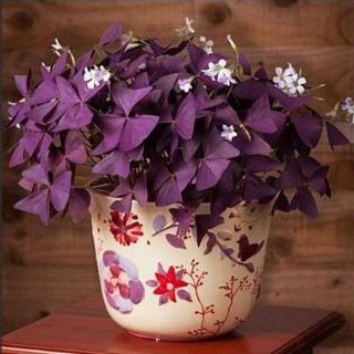 Củ giống hoa bướm đêm - củ giống