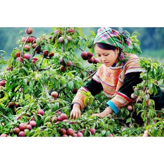 CÂY GIỐNG MẬN HẬU MỘC CHÂU SƠN LA