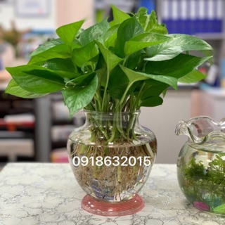 Chậu hoa thủy tinh cái chum ( có hình kèm kích thước)