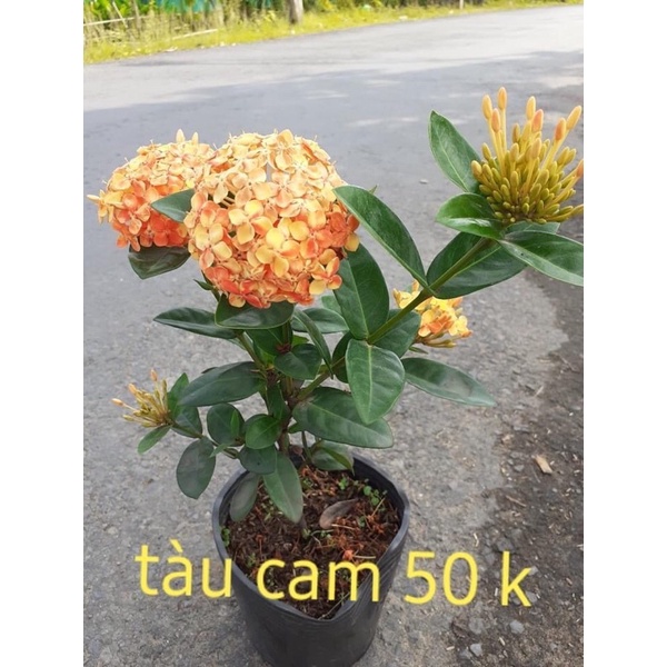 Cây bông trang tàu hoa lớn